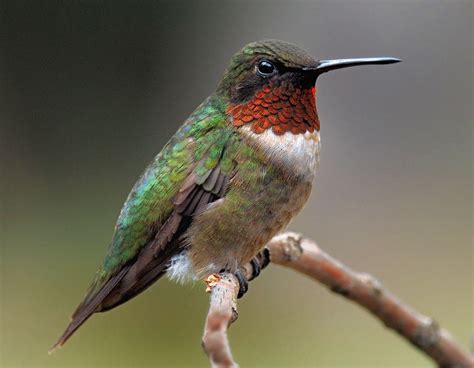 Free Images : nature, branch, wing, beak, hummingbird, feather, fauna ...