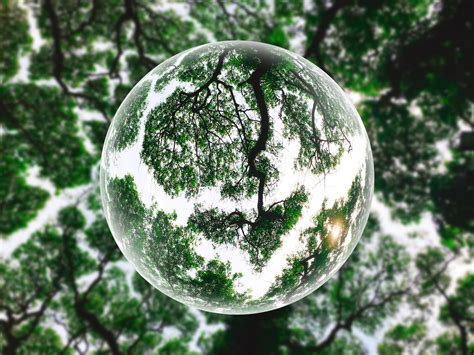 A look into the crystal ball: the future of global forest governance - Resilience Blog