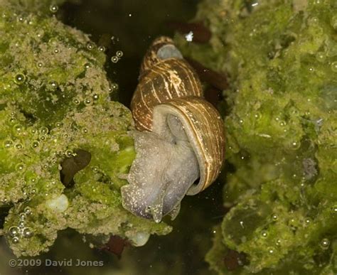 Pond snail grazes algae that cover frogspawn, 24 March 2009