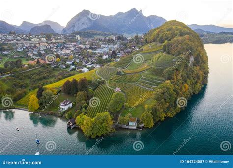 Aerial View of Thunersee Lake and Vineyards Near the Town of Spiez. Switzerland in the Fall ...