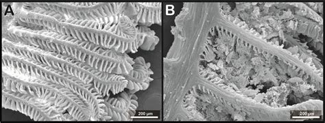 Scanning electron photomicrographs of catfish gill. (A) Normal organ in... | Download Scientific ...