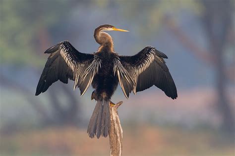 Ghana Bird Century http://www.aryavrittravels.com/tour/ | Wildlife safari, Adventure tours ...