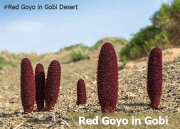 Plants of the Gobi Desert