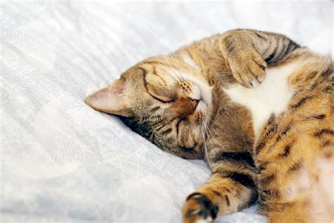 Cat sleeping upside down on bed. 8025915 Stock Photo at Vecteezy