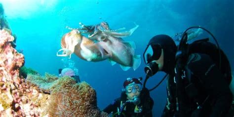 Scuba Diving in Lakshadweep and WHY it is A Diver's Paradise