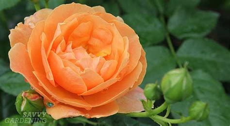 Hardy roses to consider planting in the modern garden