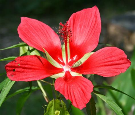 Scarlet Rose Mallow: A Beautiful Florida Native Wildflower | The ...