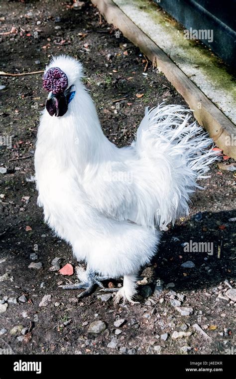 A White Silkie Bantam rooster with a Walnut Comb Stock Photo - Alamy