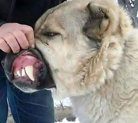 The Turkish dog breed kangal has the strongest bite force among dogs ...