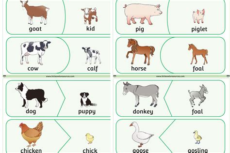 four different types of farm animals and their names