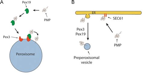 Figure 1 De novo peroxisome biogenesis