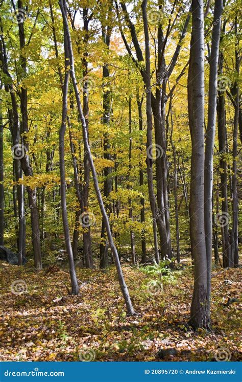 Appalachian Autumn Trees stock photo. Image of leaves - 20895720