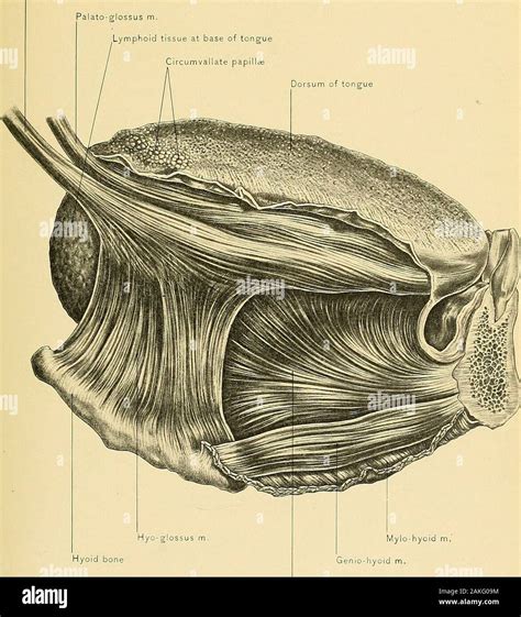 Glossal hi-res stock photography and images - Alamy