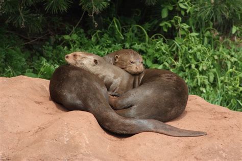 Giant Otter Facts, Habitat, Diet, Life Cycle, Baby, Pictures