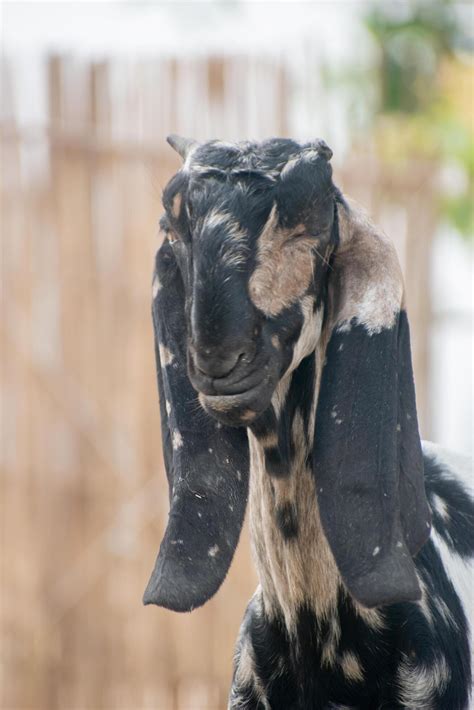 The Beetal goat is a breed from the Punjab region of India and Pakistan is used for milk and ...