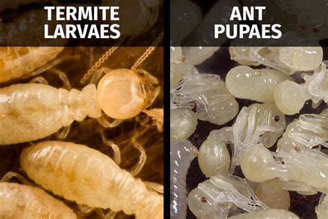 Termite Larvae, Baby Termites: Identifying the Problem