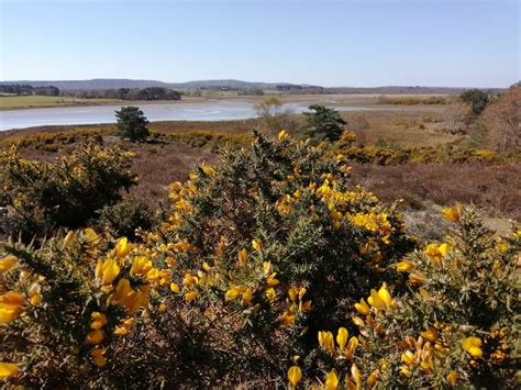 Guided walk at RSPB Arne nature reserve - Urban Heaths Partnership