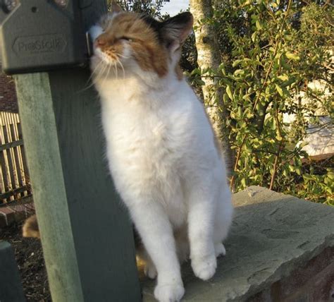 Cats mark their territory - Pet Samaritans