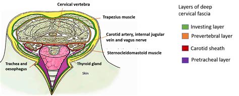 Deep Cervical Fascia – Anatomy QA