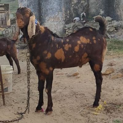 Sirohi Male Goat at 12500.00 INR in Ajmer, Rajasthan | Happy Goat Farm