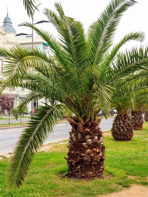 Small Palm Trees - Learn About Different Types Of Miniature Palm Trees