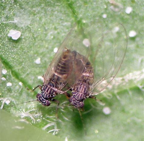 Study finds two types of psyllids in NW potatoes | Research Center ...