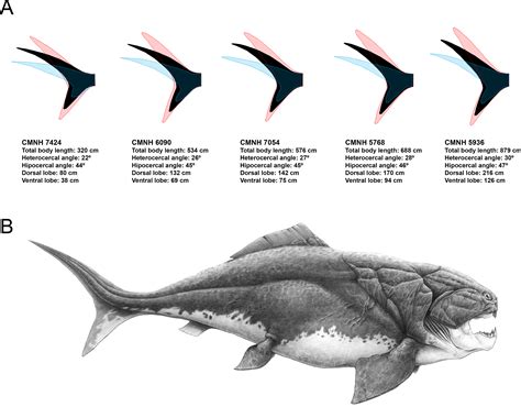 Ecomorphological inferences in early vertebrates: reconstructing Dunkleosteus terrelli ...