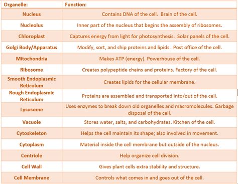 Plant Cell Organelles And Their Functions - Ideas of Europedias