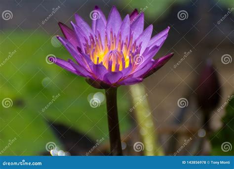 Purple Lotus Flower on a Small Lake Stock Photo - Image of beautiful, lotus: 143856978