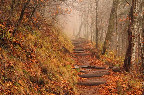 Foggy Appalachian Trail Stock Photo - Download Image Now - iStock