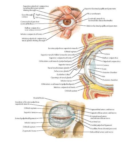 Eyelids Anatomy Pupil , Iris , Corneoscleral junction (corneal limbus) , Inferior conjunctival ...