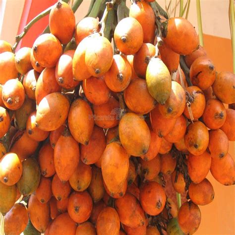 Buy Superi Fruit Plant Online at Plants Bazar. Order Now!