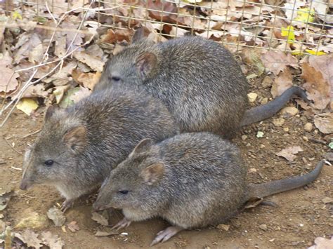 Potoroo | Potoroo family | Kangaroo rat, Kangaroo, Animals friends