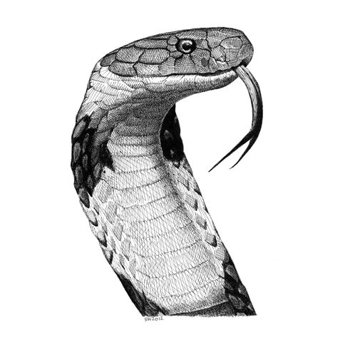 King Cobra | Drawn from this photo by Shraddha R. I created … | Flickr