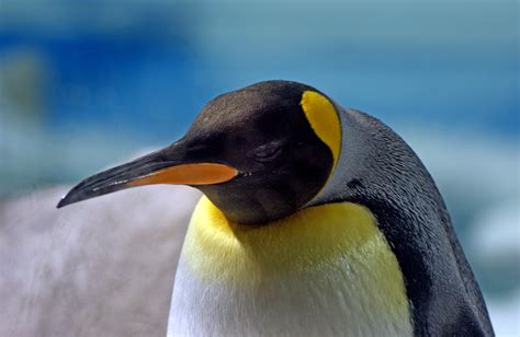 Free Images : wildlife, beak, fauna, close up, publicdomain, seabirds ...