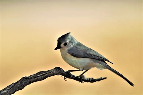 Tufted Titmouse On Branch 2 Free Stock Photo - Public Domain Pictures
