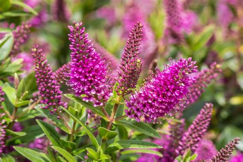 New Zealand Hebe Plant with Purple Flowers in Bloom Stock Image - Image ...