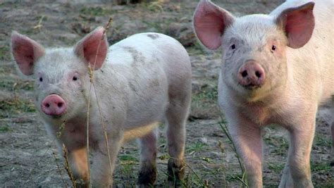 Surprising facts about pigs