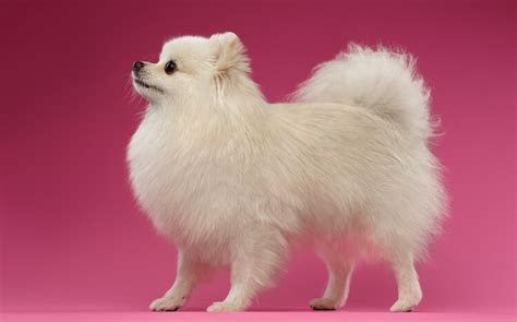 White Pomeranian: What To Know About This Rare Pom - Marvelous Dogs