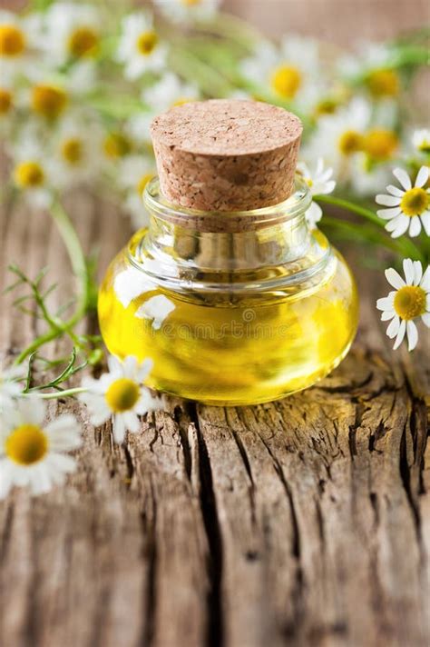 Chamomile oil stock photo. Image of beauty, care, wooden - 69108578