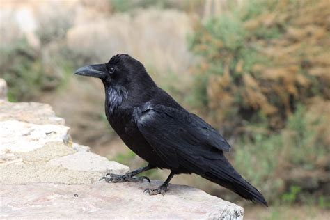 How to Identify a Common Raven - Birds and Blooms