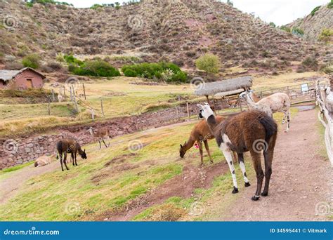 Peruvian Llama. Farm of Llama,alpaca,Vicuna in Peru,South America. Andean Animal Stock Image ...