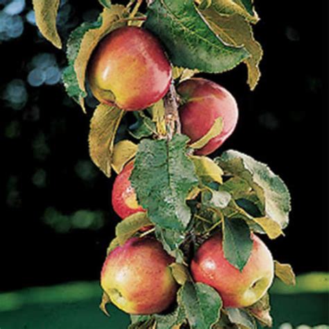 Apple, Columnar, Scarlet Sentinel™, Fruit Trees: J.W. Jung Seed Company