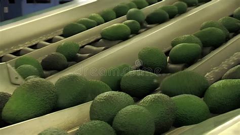 Hass Avocados Rolling in a Industrial Conveyor Belt Stock Footage ...