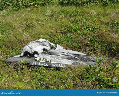 Finback Whale Skull on Display Stock Image - Image of habitat, hunting: 95175535