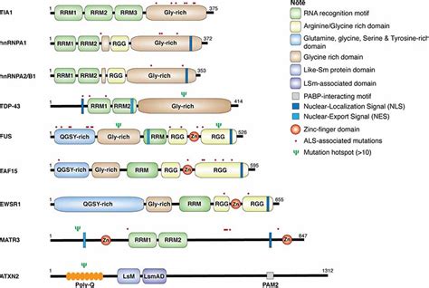 Frontiers | Dysregulation of RNA-Binding Proteins in Amyotrophic Lateral Sclerosis