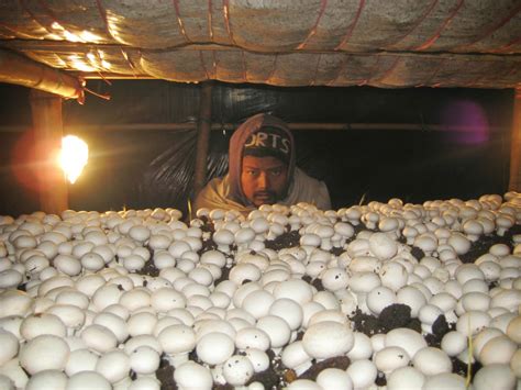 Mushroom Cultivation in India | Arun Gupta: Seasonal Mushroom Growing