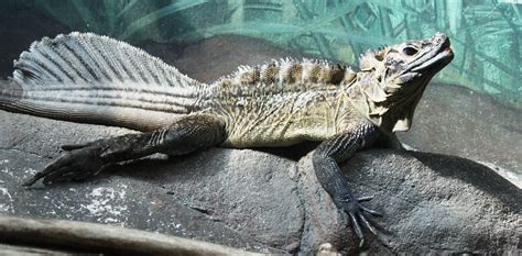 Real Monstrosities: Sailfin Lizard