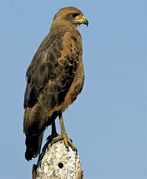 Brazil | Pantanal Wetlands | www.acrossthedivide.com | Pantanal ...