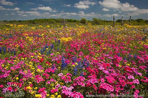 Wildflower Fiesta : Spring 2012 : Texas Wildflowers by Gary Regner ...